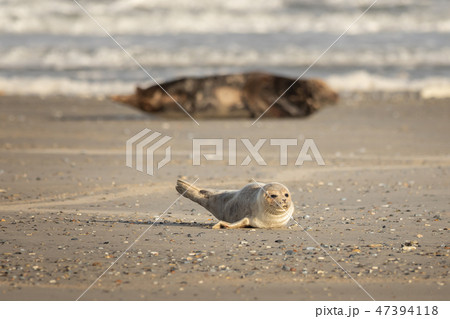 A grey seal lies on the beach on Helgoland 47394118