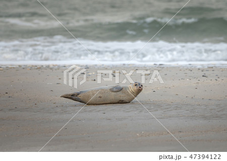 A grey seal lies on the beach on Helgoland 47394122