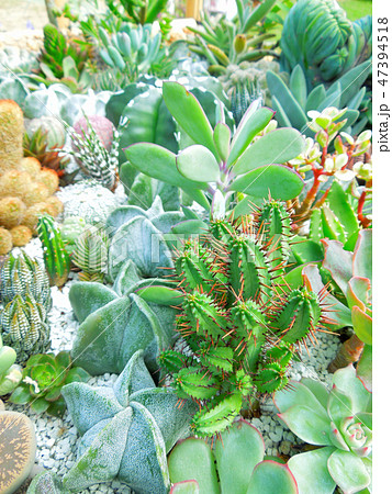 多肉植物 多肉植物 47394518