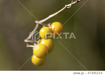 ワルナスビ ワルナスビ 47395253