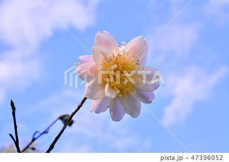 お茶の花 ツバキの花 椿の葉 47396052