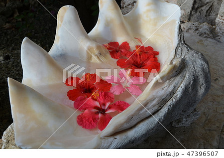 ハイビスカス ハイビスカス 47396507