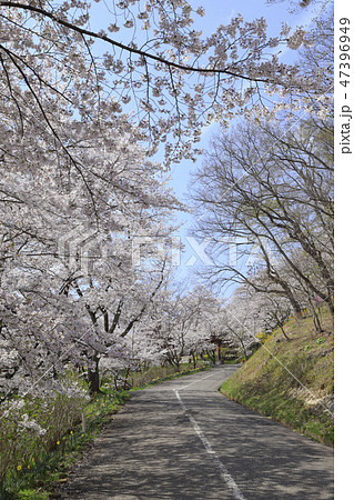 船岡城址公園 47396949