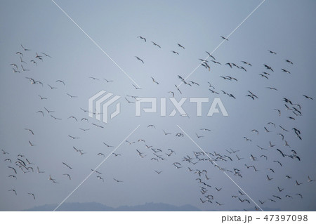 風景 自然 木 47397098