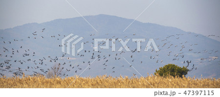 風景 自然 木 47397115