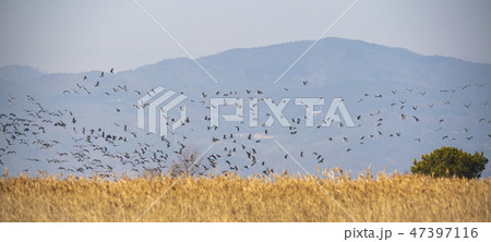 風景 自然 木 47397116