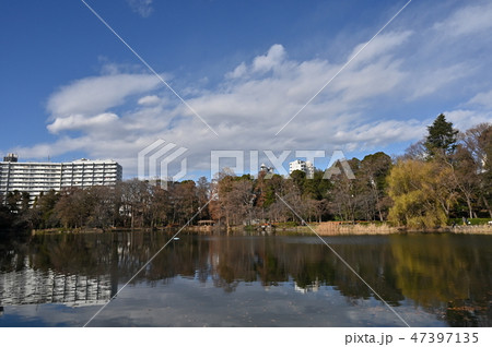 冬の井の頭公園池 冬の井の頭公園池 47397135
