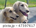 ミニチュアダックスフント 47397617