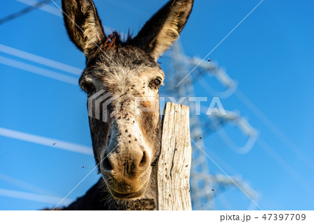 Brown and white donkey looking at camera 47397709