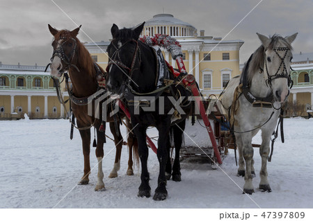 the Russian Troika of horses goes on snow road i the Russian Troika of horses goes on snow road i 47397809