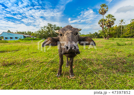 young buggalo eating grass 47397852