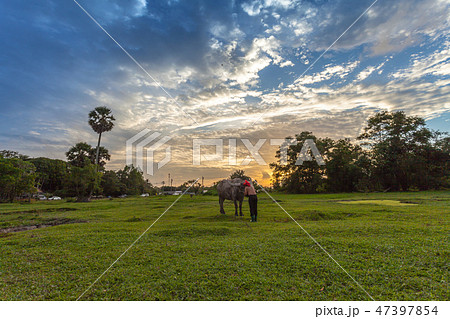 buffalo and farmer in the green field at sunset buffalo and farmer in the green field at sunset 47397854