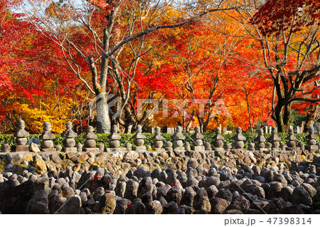 秋のあだし野念仏寺 47398314
