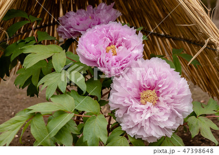 牡丹　東京都台東区　 47398648