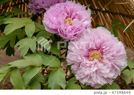 牡丹　東京都台東区　 47398649