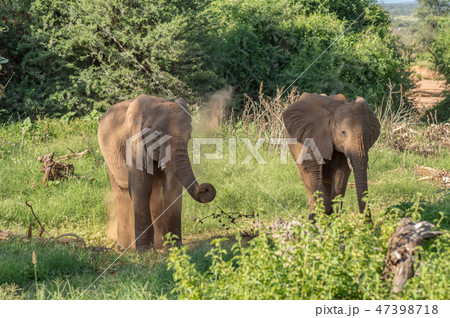 Two elephants in Samburu Park Two elephants in Samburu Park 47398718