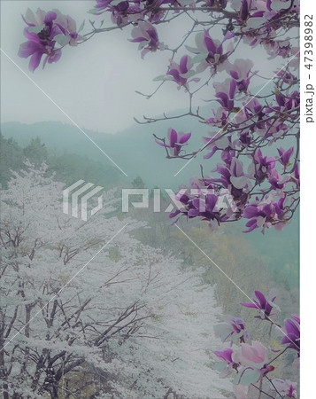 紫木蓮が有るイラスト風の風景 ぼかした桜と山のコピースペースのイラスト素材 4739