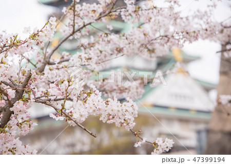 桜と大阪城 桜と大阪城 47399194