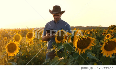 Businessman with tablet examines his field with sunflowers. farmer walks in a flowering field 47399477