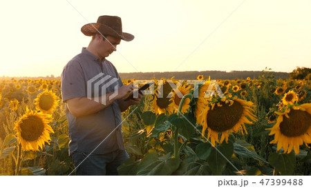 Businessman with tablet examines his field with sunflowers. farmer walks in a flowering field Businessman with tablet examines his field with sunflowers. farmer walks in a flowering field 47399488