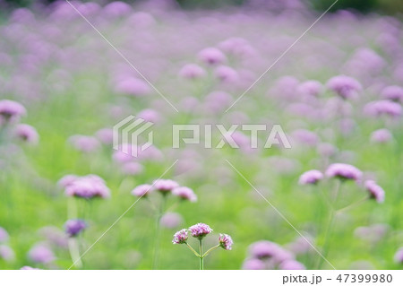 紫の花、お花畑、バーベナ・ボナリエンシス、ヤナギハナガサ 47399980