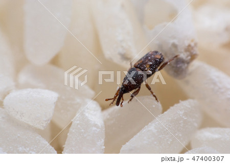Rice weevil, or science names Sitophilus oryzae 47400307