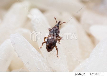 Rice weevil, or science names Sitophilus oryzae 47400309