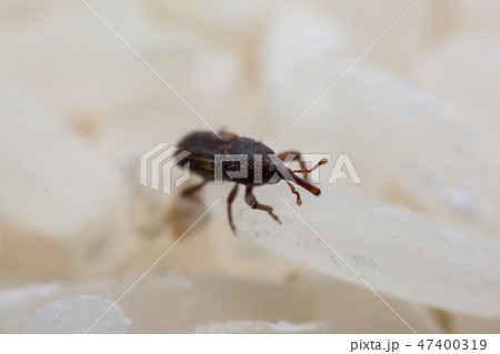 Rice weevil, or science names Sitophilus oryzae Rice weevil, or science names Sitophilus oryzae 47400319