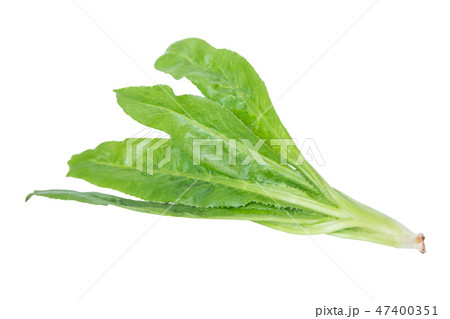 Culantro, Parsley, Stink weed or Eryngium 47400351