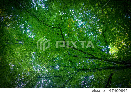 Path through a spring forest in bright sunshine, Bistriski Vintgar, Slovenia Path through a spring forest in bright sunshine, Bistriski Vintgar, Slovenia 47400845