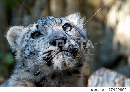 Kitten of snow leopard - Irbis (Panthera uncia) 47400862