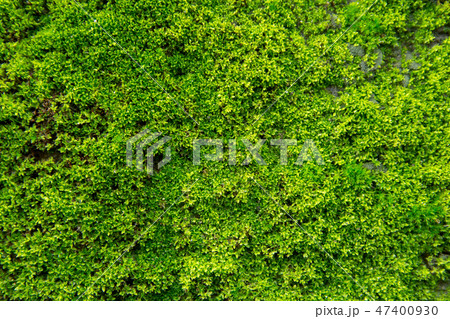 Green moss on old concrete wall. Green moss on old concrete wall. 47400930