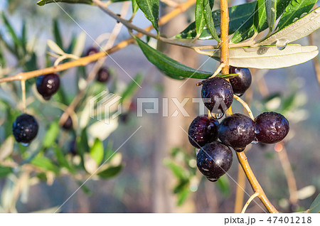 Background with olive 47401218