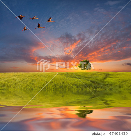 Evening landscape with a green field Evening landscape with a green field 47401439