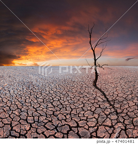 Dry tree on dry earth Dry tree on dry earth 47401481