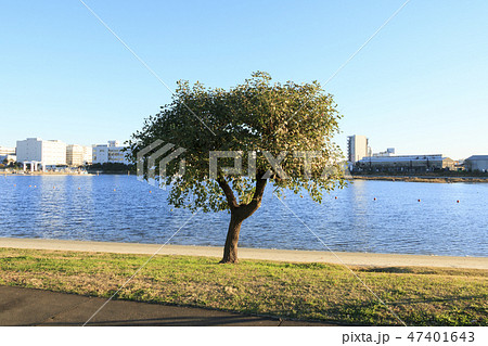 大森ふるさとの浜辺公園 47401643
