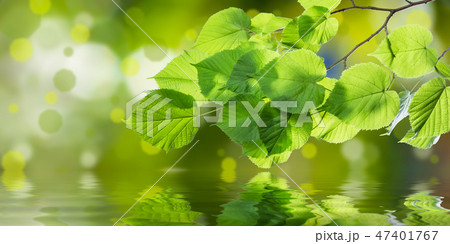 Spring branch with leave Spring branch with leave 47401767