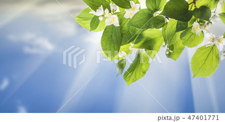 Green nature background 47401771