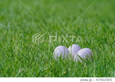 three white eggs in green lawn three white eggs in green lawn 47402005