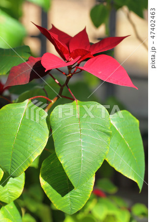 ポインセチアの葉と花の写真素材