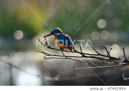 カワセミ・翡翠 47402954