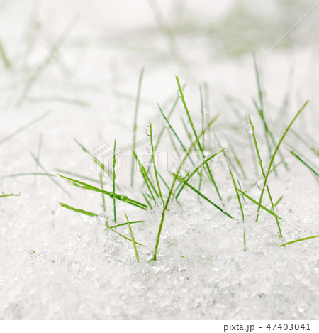 Springtime background. First snow  on green grass. Springtime background. First snow  on green grass. 47403041