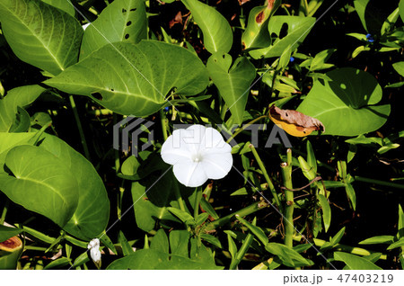 空芯菜の花 47403219