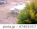 コニファーと冬の庭 47403357