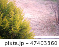 コニファーと冬の庭 47403360