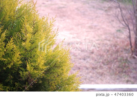 コニファーと冬の庭 47403360