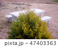 コニファーの先端と冬の庭 47403363