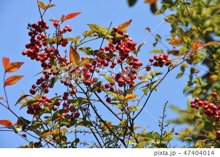 なんてんの赤い実 なんてんの赤い実 47404014