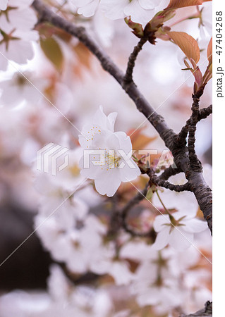 桜の花　春イメージ 47404268