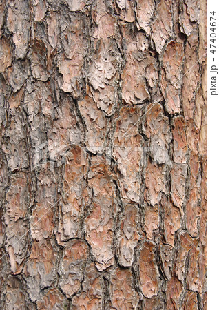 アカマツの樹皮 アカマツの樹皮 47404674